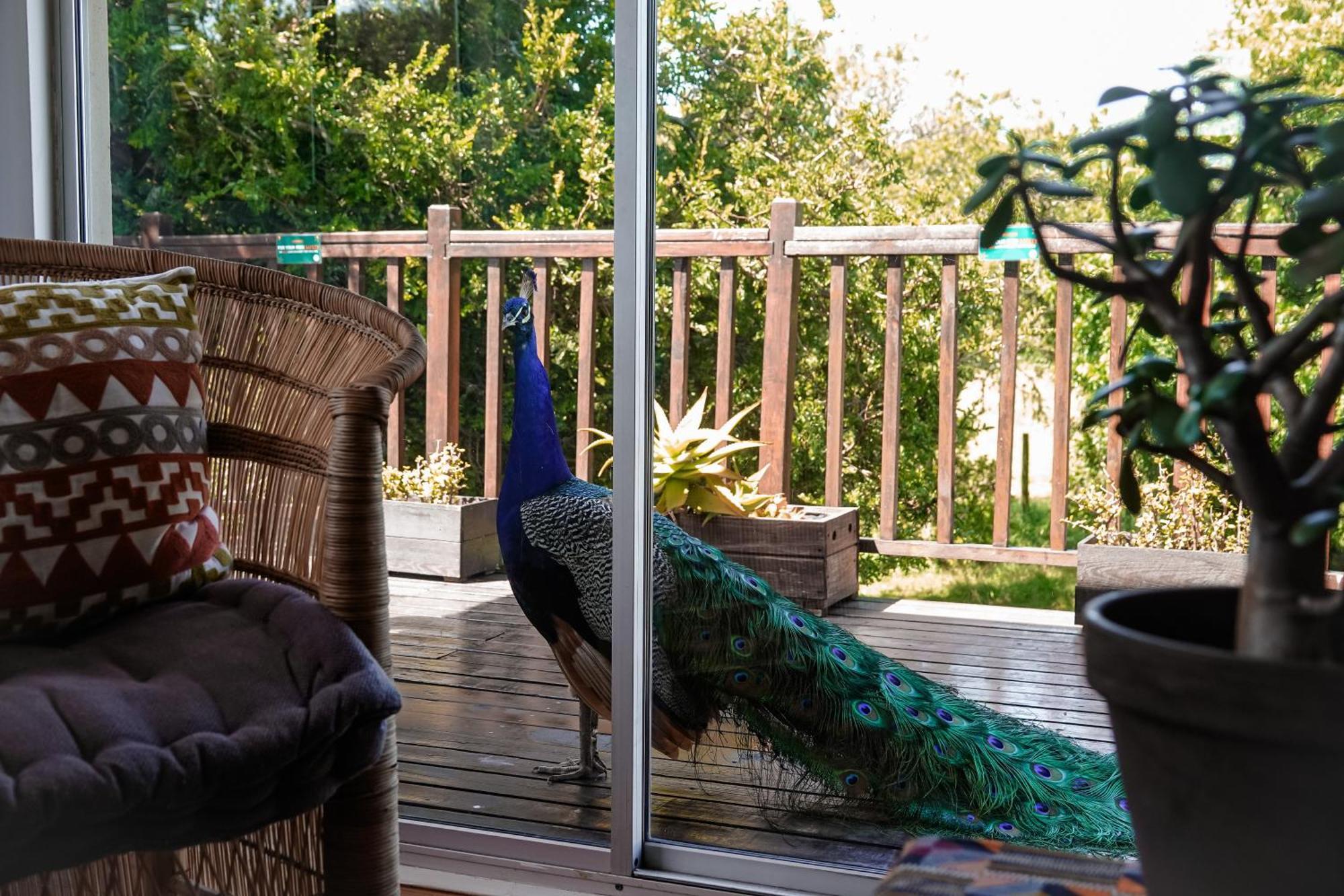 Soutelande Country Stay - Close To 1#Beach In Pe Puerto Elizabeth Exterior foto